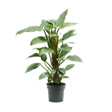 Philodendron 'Silver Queen'