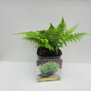 Dryopteris filix-mas