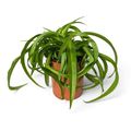 Chlorophytum comosum 'Ocean'