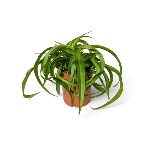 Chlorophytum comosum 'Ocean'