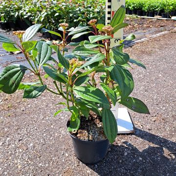 Viburnum davidii