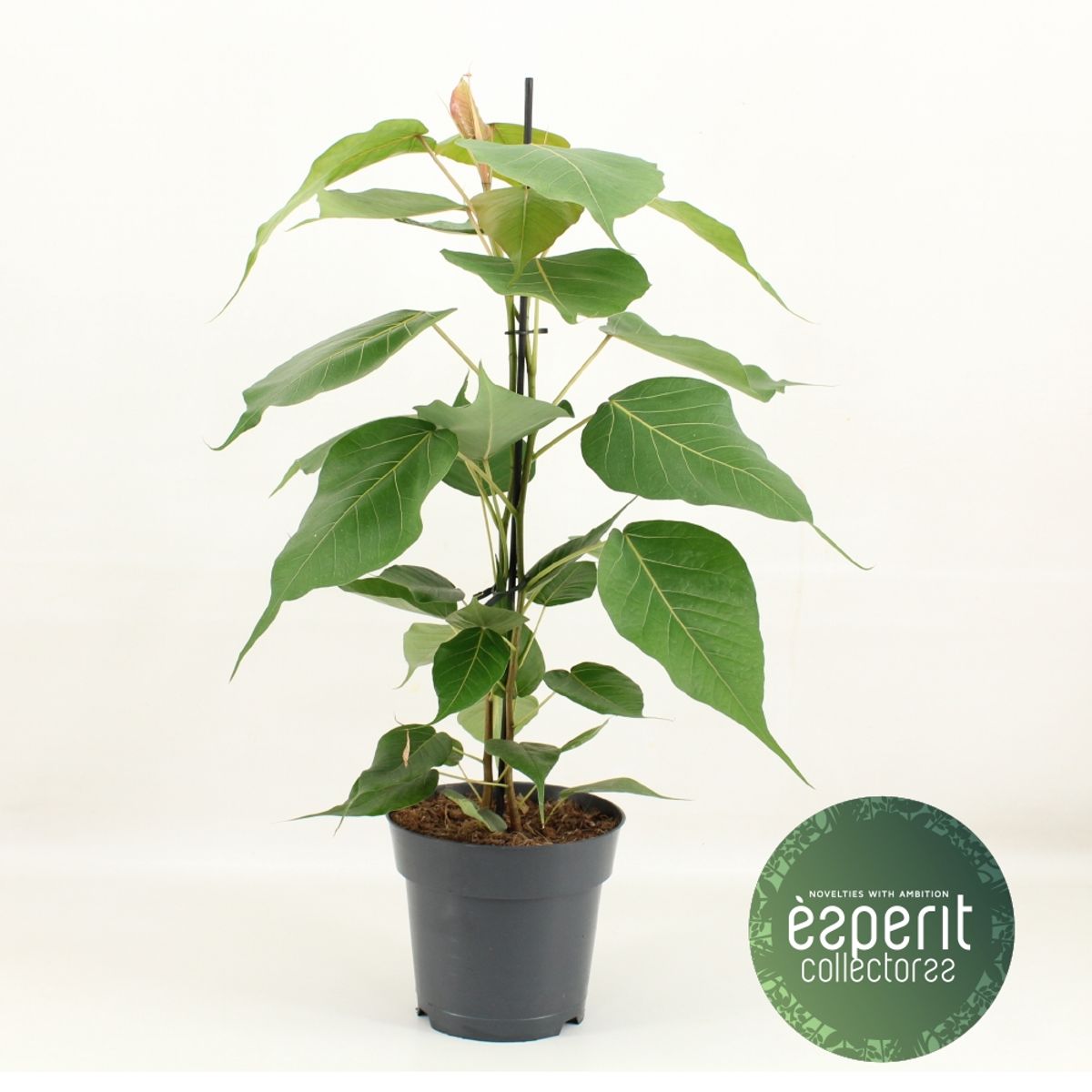 Ficus religiosa  Pflanzengrohandel FlorAccess