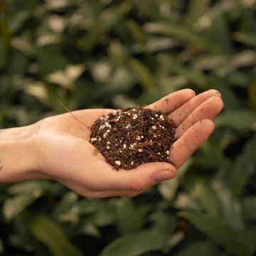 Substrates FICUS MIX