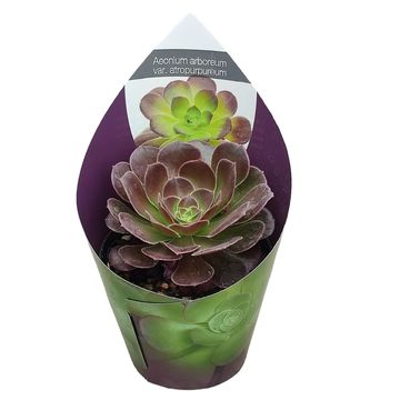 Aeonium arboreum 'Atropurpureum'