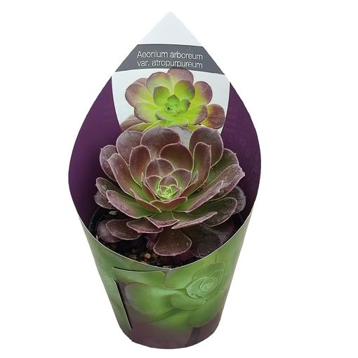 Aeonium arboreum 'Атропурпуреум'