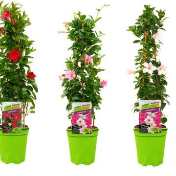 Mandevilla SUNDAVILLE MIX