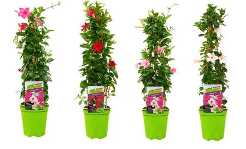 Mandevilla SUNDAVILLE MIX