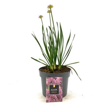 Allium 'Millenium'