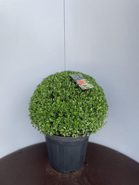 Ilex crenata DARK GREEN