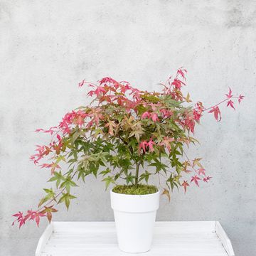 Acer palmatum 'Beni-maiko'