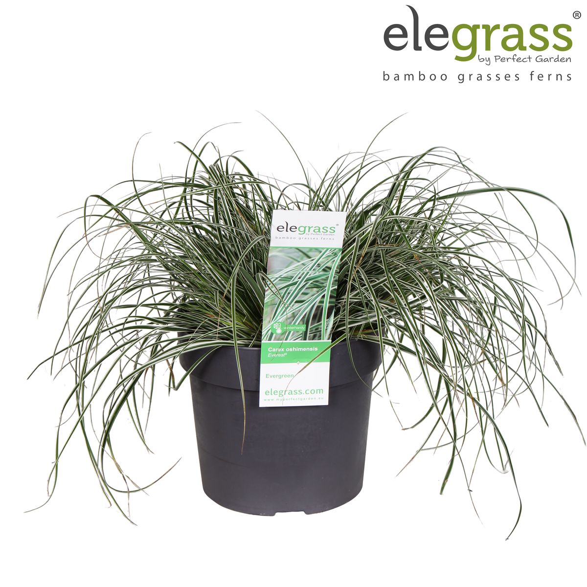 Carex oshimensis EVERCOLOR EVEREST — Plant Wholesale FlorAccess