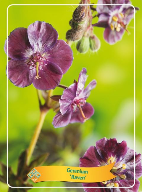 Geranium phaeum 'Raven'