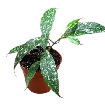 Hoya multiflora 'Silver Splash'