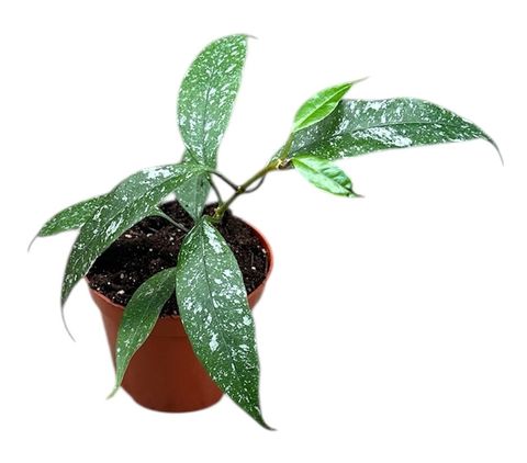 Hoya multiflora 'Silver Splash'