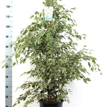 Ficus benjamina 'Starlight'