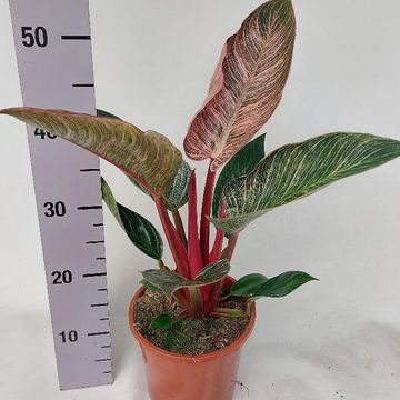 Philodendron PINK BIKINI