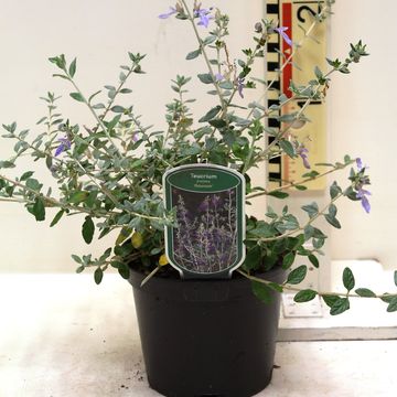 Teucrium fruticans 'Azureum'