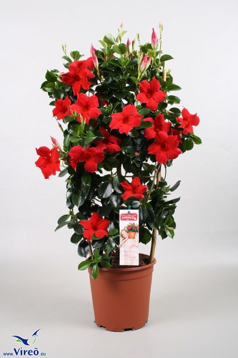 Mandevilla DIAMANTINA TOPAZE VERMILLION (P19 cm H70 - 75 cm) – Plant ...