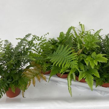 Ferns MIX