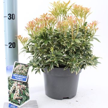 Pieris japonica 'Вариегата'