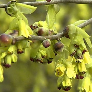 Corylopsis pauciflora