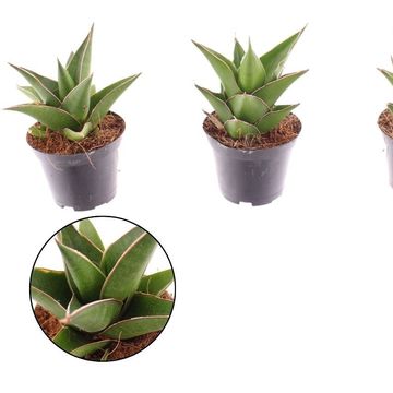 Sansevieria ehrenbergii 'Samurai'