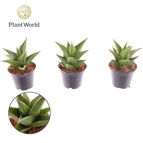 Sansevieria ehrenbergii 'Samurai'