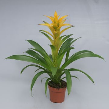 Guzmania 'Desire'