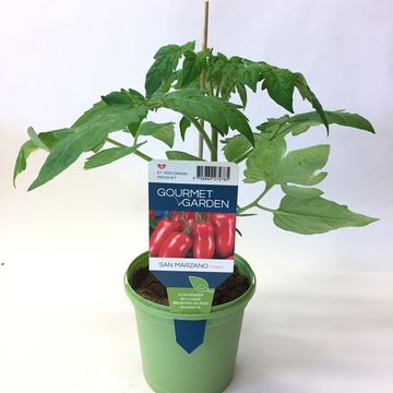 Solanum lycopersicum 'San Marzano'