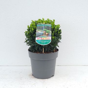 Euonymus japonicus 'Green Spire'