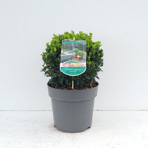 Euonymus japonicus 'Green Spire'