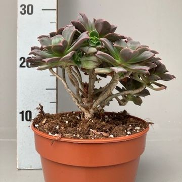 Aeonium 'Mary Anne Kunkel'