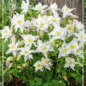 Aquilegia 'Spring Magic White'