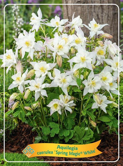 Aquilegia 'Spring Magic White'