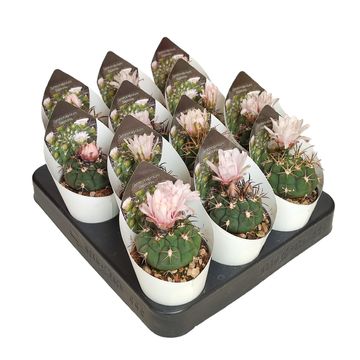 Gymnocalycium saglionis