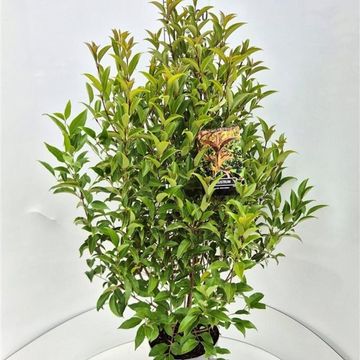 Ligustrum lucidum GREEN SCREEN