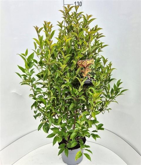 Ligustrum lucidum GREEN SCREEN