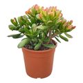 Crassula ovata 'Hobbit Tricolor'