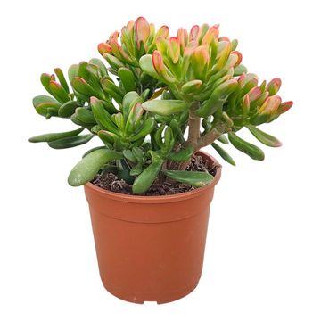 Crassula ovata 'Hobbit Tricolor'