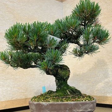 Pinus parviflora