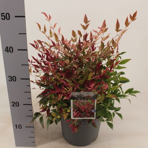 Nandina domestica 'Red Light'