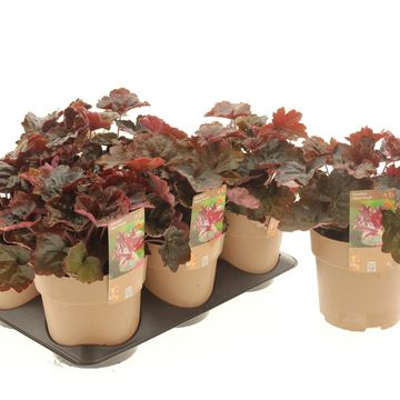 Heuchera americana 'Palace Purple Select'