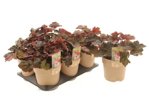 Heuchera americana 'Palace Purple Select'