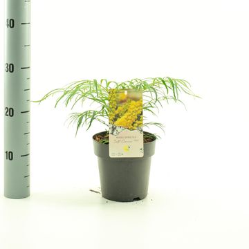 Mahonia eurybracteata 'Soft Caress'