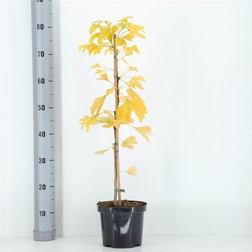 Ginkgo biloba