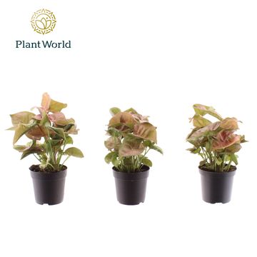 Syngonium 'Neon Robusta'