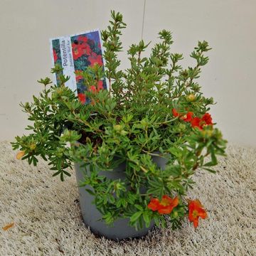 Potentilla fruticosa 'Red Ace'