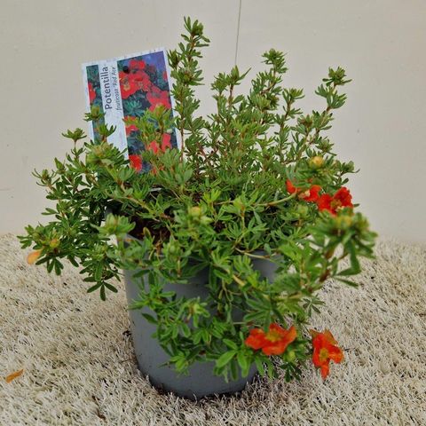 Potentilla fruticosa 'Ред Эйс'