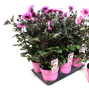 Dahlia DREAMY MORNING