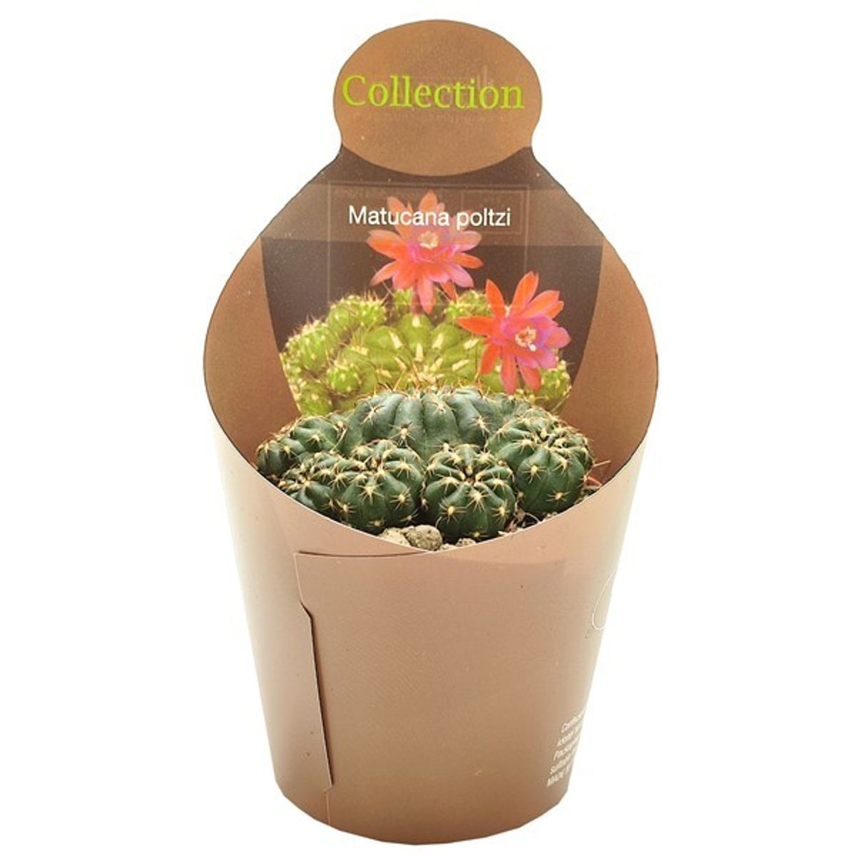 Matucana polzii — Plant Wholesale FlorAccess